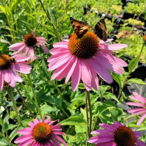 Echinacea purpurea MAGNUS