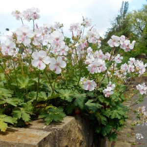 Geranium cantabrigiense BIOKOVO