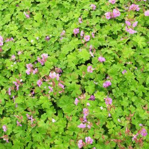 Geranium cantabrigiense CAMBRIDGE
