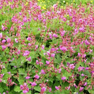 Geranium macrorrhizum BEVAN′S VARIETY