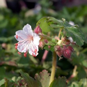 Geranium macrorrhizum SPESSART