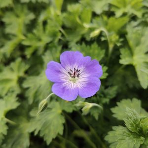 Geranium ROZANNE