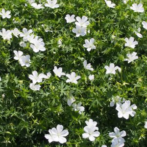 Geranium sanguineum ALBUM
