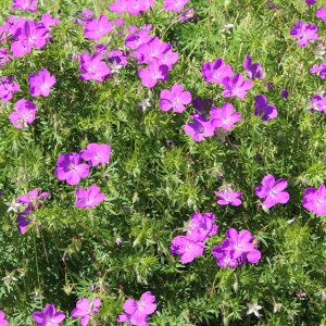 Geranium sanguineum