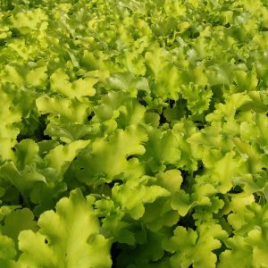 Heuchera hybrid LIME MARMALADE