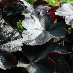 Heuchera hybrid OBSIDIAN