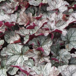 Heuchera hybrid SILVER SCROLLS