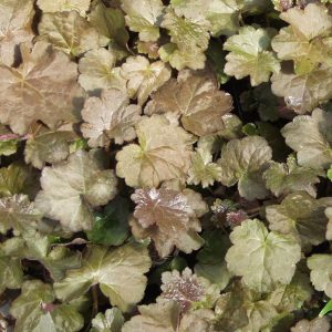 Heuchera micrantha PALACE PURPLE