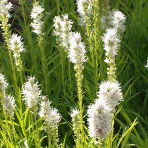 Liatris spicata ALBA