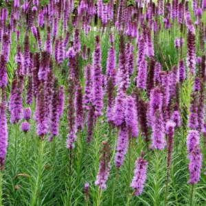 Liatris spicata KOBOLD