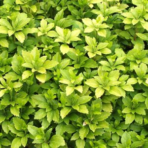 Pachysandra terminalis