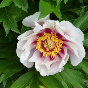 Paeonia Itoh CORA LOUISE