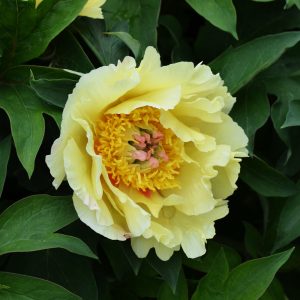 Paeonia Itoh GARDEN TREASURE