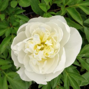 Paeonia lactiflora DUCHESSE DE NEMOURS