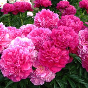 Paeonia lactiflora KANSAS