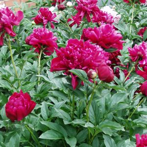 Paeonia lactiflora KARL ROSENFIELD