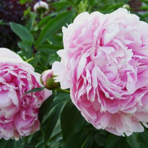 Paeonia lactiflora SARAH BERNHARDT