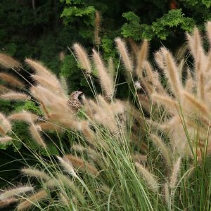 Panicum virgatum SHENANDOAH