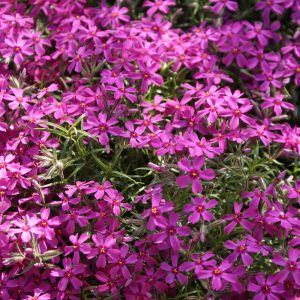 Phlox subulata ATROPURPUREA