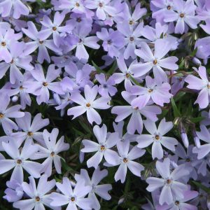 Phlox subulata EMERALD CUSHION BLUE