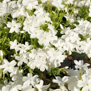 Phlox subulata MAICHNEE