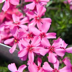 Phlox subulata SCARLET FLAME