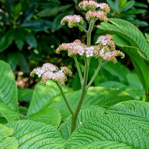 Rodgersia aesculifolia henrici