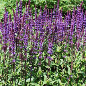 Salvia nemorosa CARADONNA