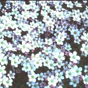 Saxifraga arendsii SCHNEETEPPICH