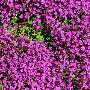 Thymus praecox COCCINEUS