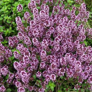 Thymus serpyllum
