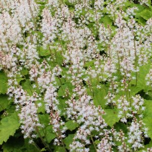 Tiarella cordifolia