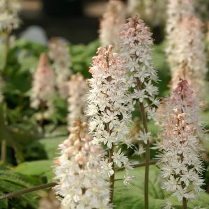Tiarella wherryi