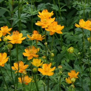 Trollius chinensis GOLDEN QUEEN