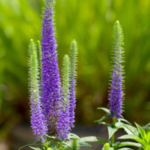 Veronica spicata ULSTER DWARF BLUE