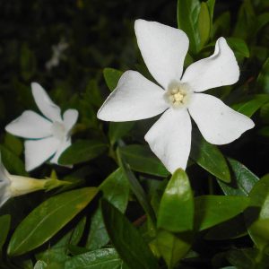 Vinca minor ALBA