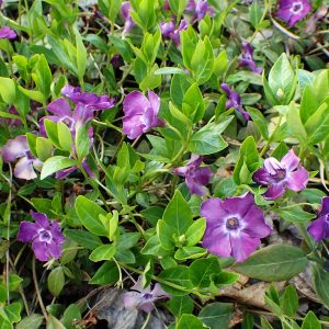 Vinca minor ATROPURPUREA