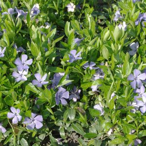 Vinca minor