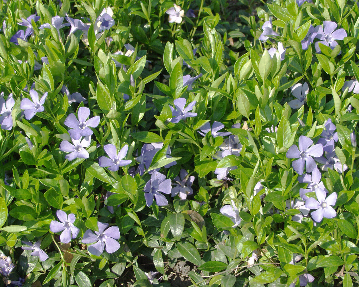 Vinca minor