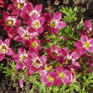 Saxifraga arendsii PURPURTEPPICH