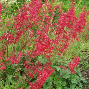 Heuchera sanguinea LEUCHTKÄFER