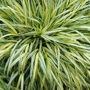 Hakonechloa macra AUREOLA