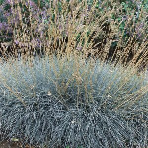 Festuca glauca ELIJAH BLUE