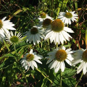Echinacea purpurea ALBA