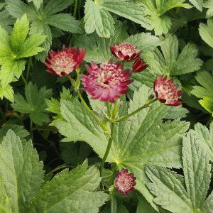 Astrantia major MOULIN ROUGE