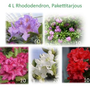 Rhododendron sp. 1