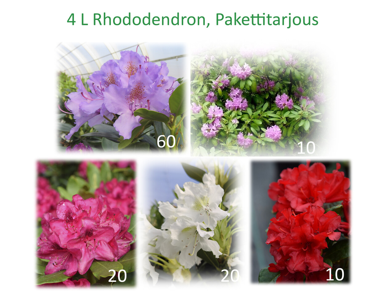 Rhododendron sp. 1