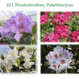 Rhododendron sp. ISO