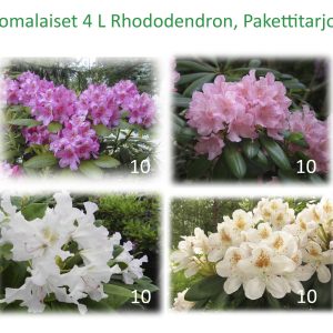 Rhododendron SP Suomilajike valikoima