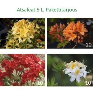 Rhododendron SP Atsalea valikoima